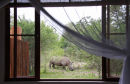 Rhino at bedroom window