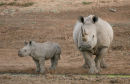 Rhino and her young calf