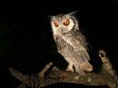 Southern White-Faced Scops Owl