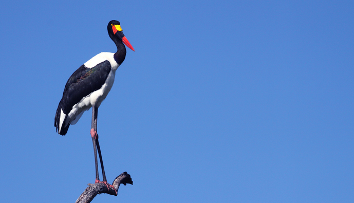 Saddlebilled-stork