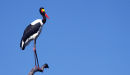 Saddlebilled-stork