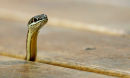 Stripe-bellied sand snake