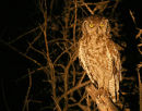 Spotted Eagle Owl