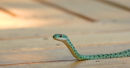 Spotted Bush Snake (1)