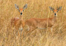 Steenbokkies