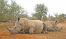 Two Rhinos resting