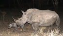 Rhino and her calf 
