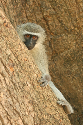 Vervet Monkey