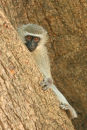 Vervet Monkey