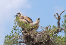 Vulture's nest