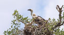 White Backed Vulture chick