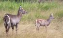 Waterbuck and Young