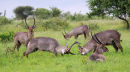 Waterbuck mock-fighting