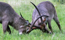 Waterbuck Mock-fighting (2)