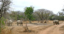 Three Rhino's