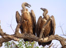 White Backed Vultures