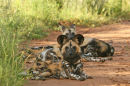 Wild Dogs