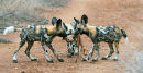 3 Wild Dogs pups fighting over an Impala embryo
