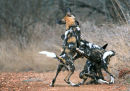 Wild Dog Pups play-fighting