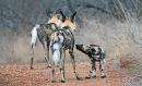 Wild Dog Pup checking out the mother