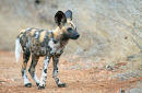3 months old Wild Dog Pup