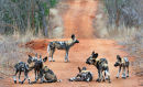 Wild Dog Pups