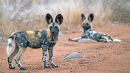 Wild Dog pups