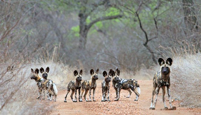 8 Wild Dog puppies born on Khaya Ndlovu 