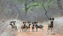 8 Wild Dog puppies born on Khaya Ndlovu 