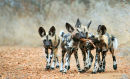Wild Dog pups fighting over Impala Embryo