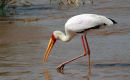 Yellow-Billed Stork