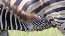 Zebra suckling