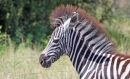 Punky hairs of Zebra foal