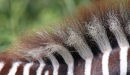 Punky Hairs