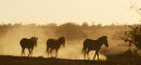 Zebras at dawn.