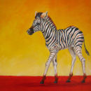 Baby Zebra