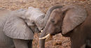 Elephants playing