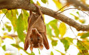 Fruitbat