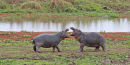 Hippo youngsters playfighting