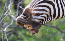 Zebra Sounds