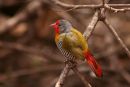Green winged Pytilia