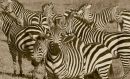 Zebra toned