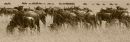 Wildebeest