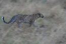 Fast cat!
