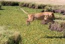 Flying Lion!!!
