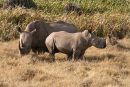 White Rhino