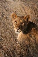 Cub