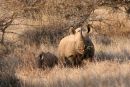 Black Rhino
