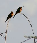 Little Bee-eaters