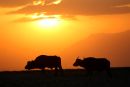 Buffalo Sunset